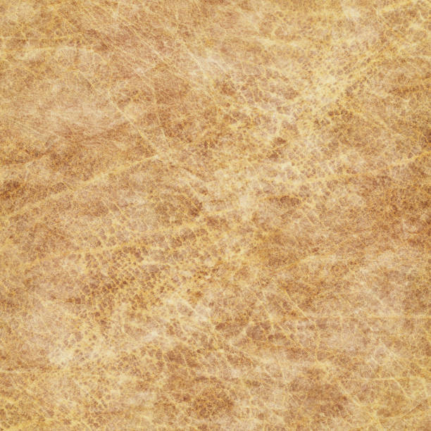 istock High Resolution Animal Skin Parchment Grunge Texture 183799809