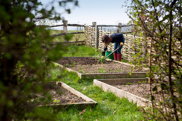istock New Season in the Vegetable Garden 183799995