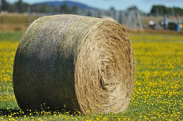 Rolled Alfalfa Hay