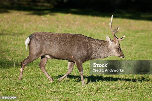 Sikahirsch Xxxl Cervus Stockfoto und mehr Bilder von Bock - Männliches Tier - Bock - Männliches Tier, Einzelnes Tier, Fotografie