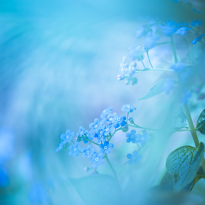 Blue flowers in the wind.