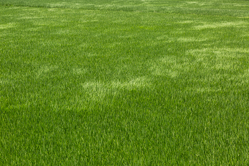 Close up of green grass texture, background with copy space