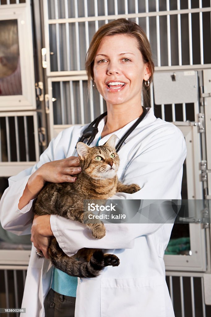 Worker in animal clinic holding cat Veterinarian, 30s, holding patient.  Focus on cat Technician Stock Photo