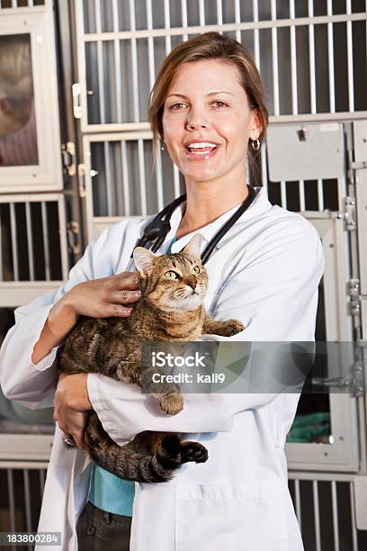 Worker In Animal Clinic Holding Cat Stock Photo - Download Image Now - Technician, Veterinarian, Domestic Cat