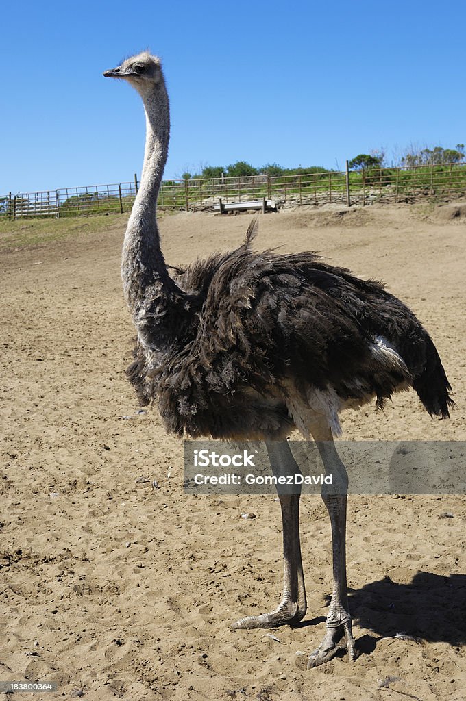 Avestruz em pé em Ranch Caneta - Foto de stock de Alto - Descrição Geral royalty-free