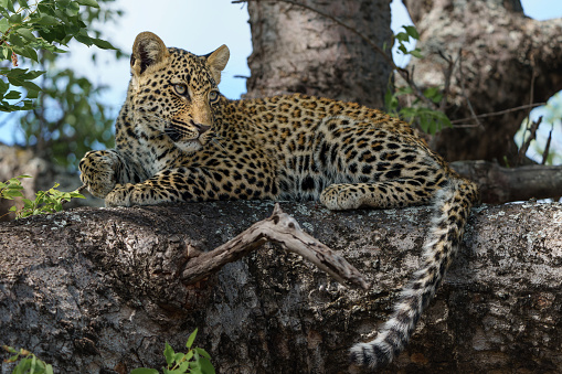 Leopard cub in the tree hiding for a hyena in Sabi Sands Game Reserve in the greater Kruger region in South