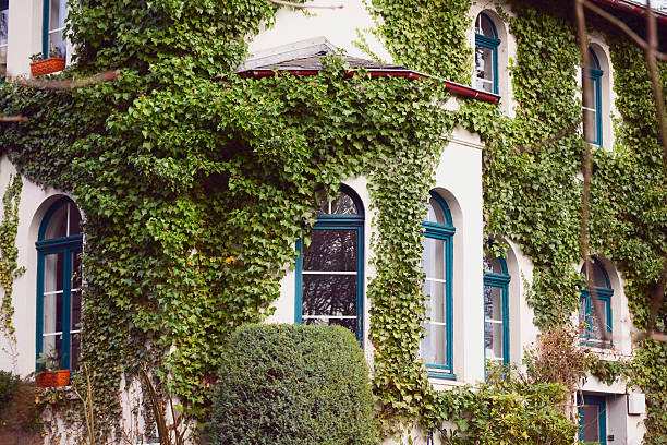 istock Facade full of ivy 183800380