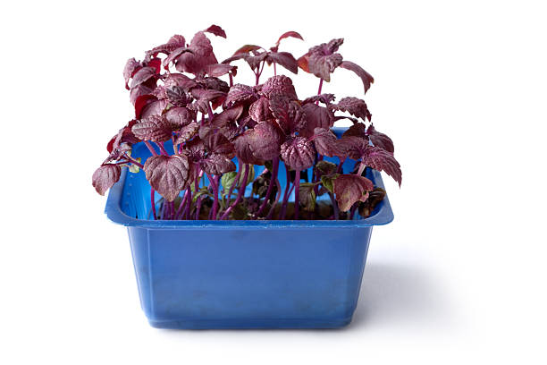 овощи: перилла фиолетовый - shiso стоковые фото и изображения