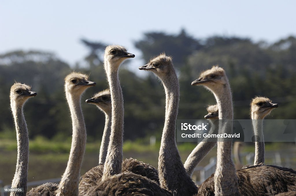 Primer plano de un rebaño de avestruces - Foto de stock de Aire libre libre de derechos