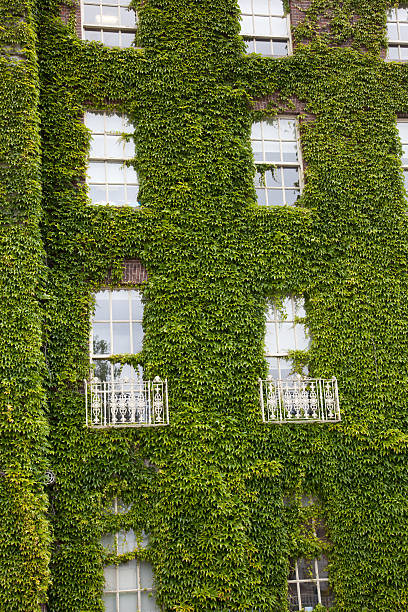 istock Face of a house covered in Ivy 183800866
