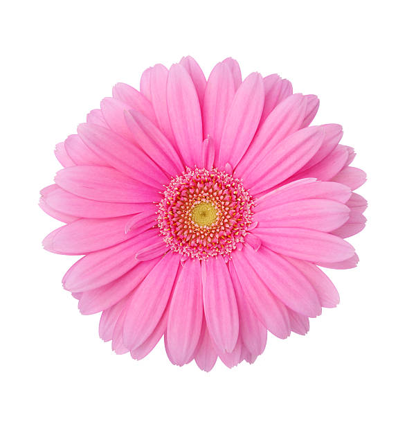 Gerbera Daisy stock photo