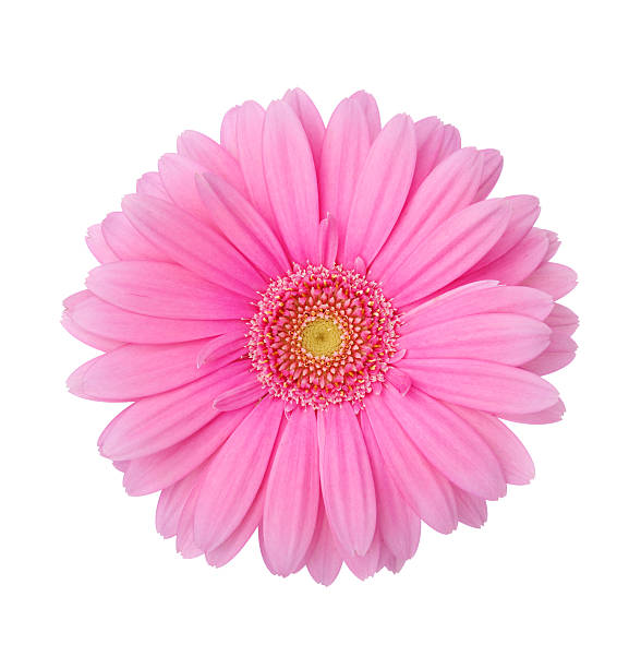 gérbera - daisy white single flower isolated - fotografias e filmes do acervo