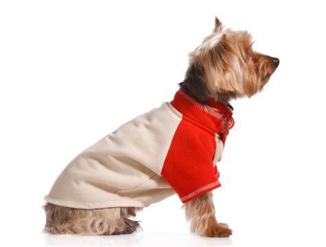 Yorkshir terrier with sporty clothing,, isolated on white with a little bit of a shadow