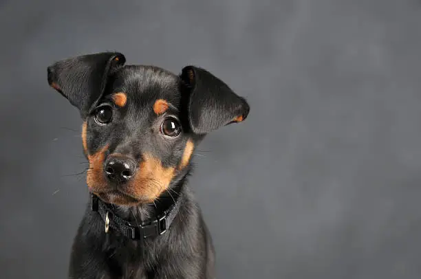 Miniature Pinscher puppy dog in studio. Looking to the side.