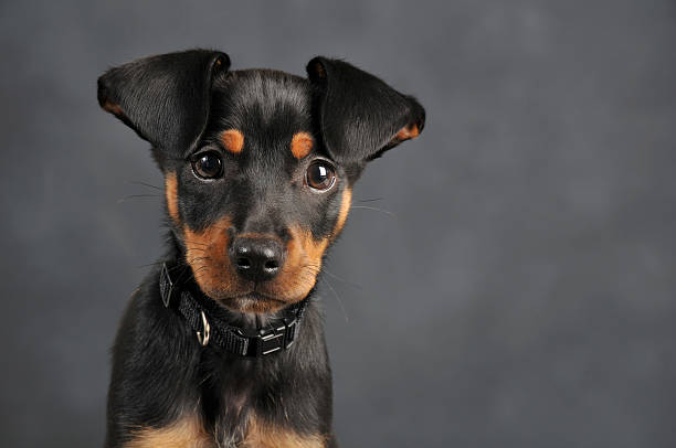 istock Miniature Pinscher Puppy 183801057