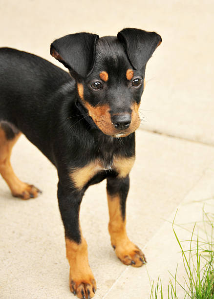 istock Miniature Pinscher Puppy 183801060