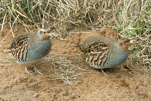 Female And Male Grey Partridge (Perdix perd.) Female and male Grey Partridge (Perdix perdix) also known as the English Partridge. perdix stock pictures, royalty-free photos & images