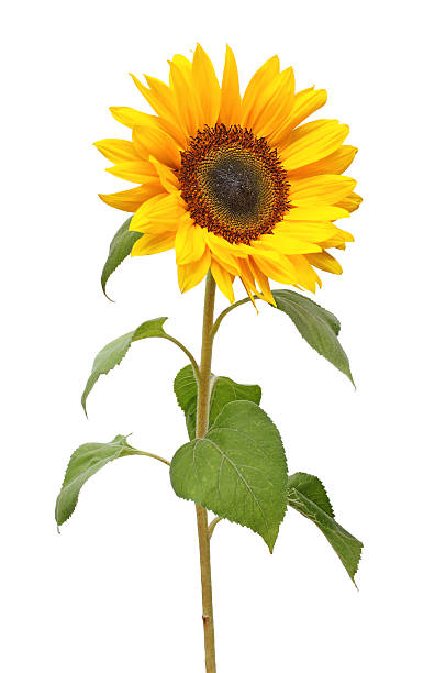 Sunflower isolated Sunflower isolated on white background.                                                                                                                                                                                             Here are more images from Imo: sunflower photos stock pictures, royalty-free photos & images