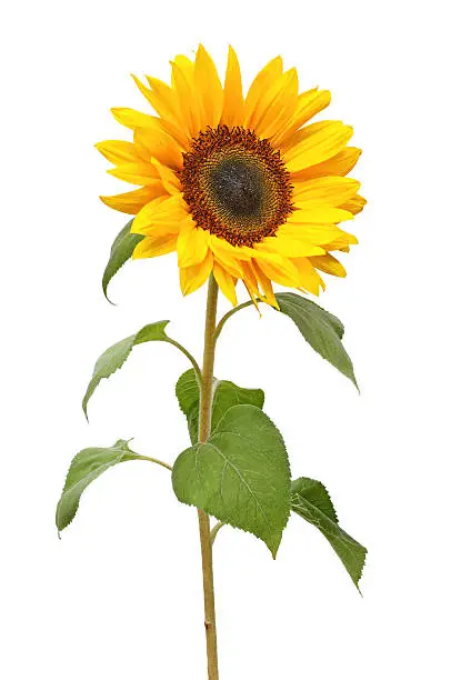Sunflower isolated on white background.                                                                                                                                                                                             Here are more images from Imo: