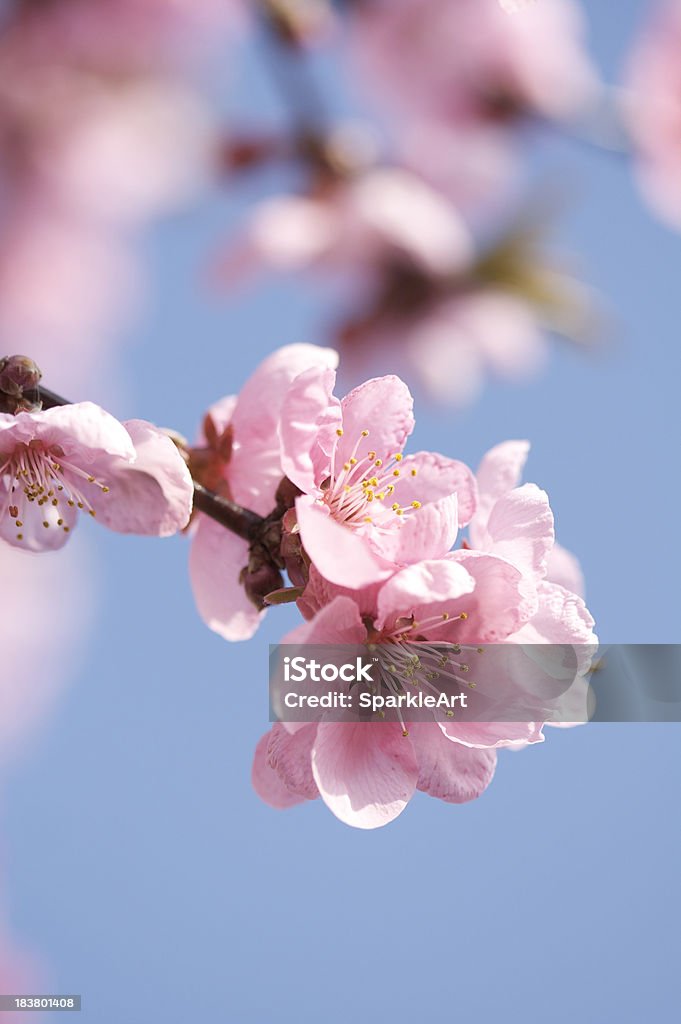 핑크 벚꽃 - 로열티 프리 벚꽃 스톡 사진