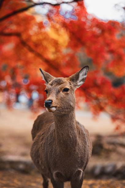 istock Wild deer in Nara Park, Japan 1838016068