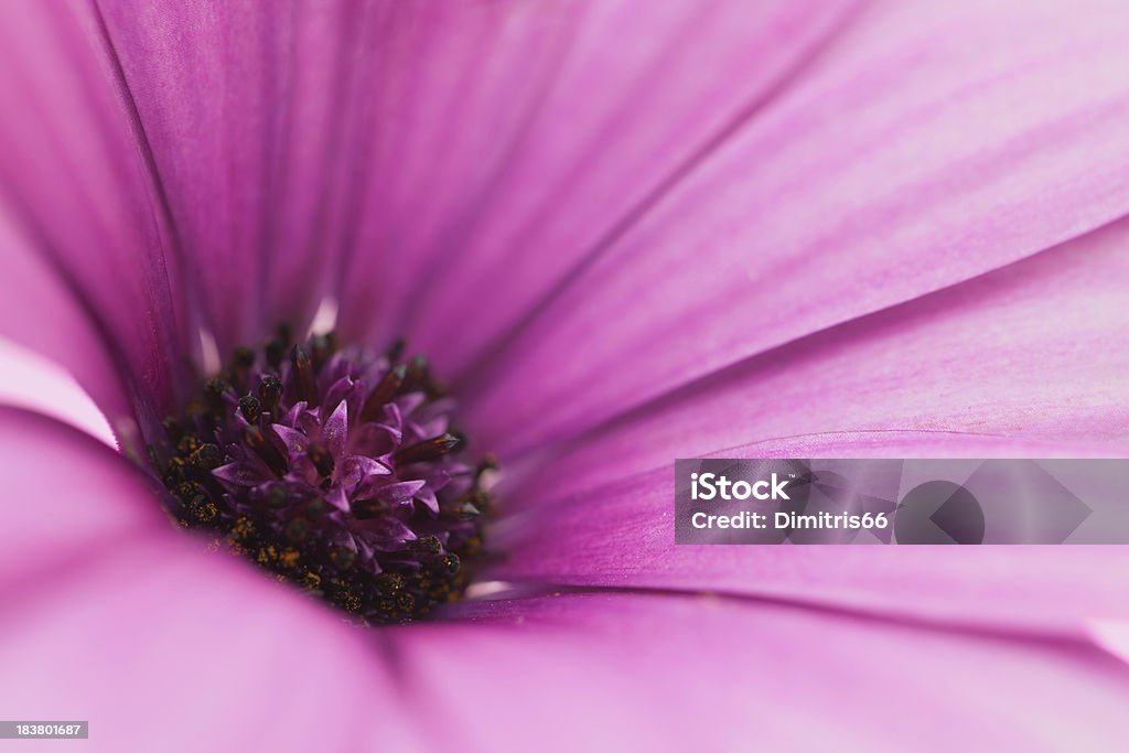 Daisy flower head macro Macro of a purple to pink daisy flower head. Very shallow depth of field.Related pictures: Color Image Stock Photo