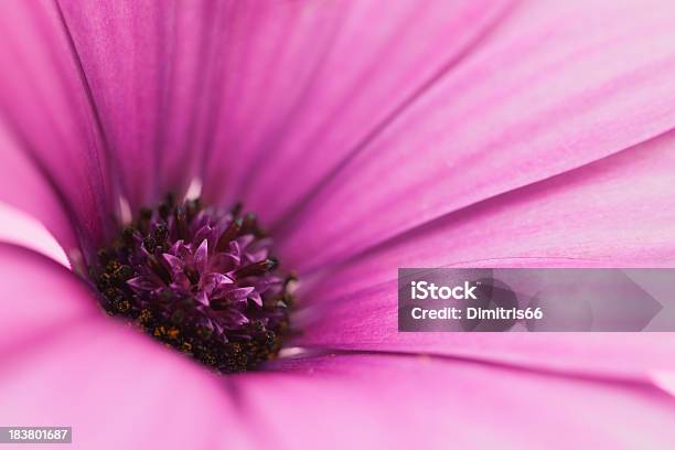Daisy Flower Head Macro Stock Photo - Download Image Now - Color Image, Daisy, Daisy Family