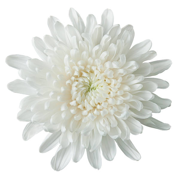 white chrysanthemum white chrysanthemum on pure white. clipping path included.Related images: chrysanthemum photos stock pictures, royalty-free photos & images