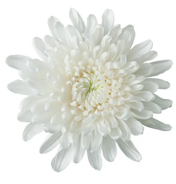 white chrysanthemum on pure white. clipping path included.Related images: