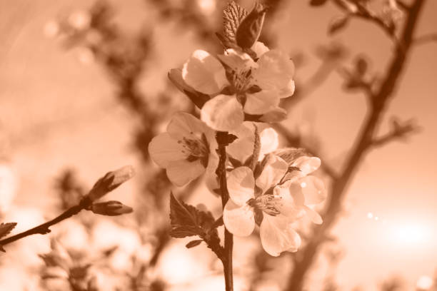 Beautiful blooming fruit tree in spring. White pear flowers. Flowering plants. Peach color