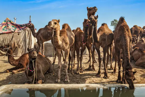 Photo of Camels at Pushkar Mela Pushkar Camel Fair , India