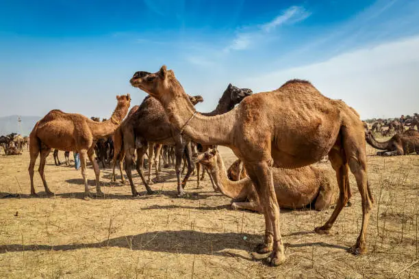 Photo of Camels at Pushkar Mela Pushkar Camel Fair , India