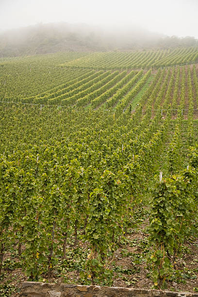 istock Wine yard at Moselle valley 183802459
