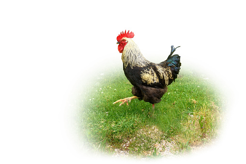 Beautiful rooster on a green lawn on a white background. Close-up of rooster on field