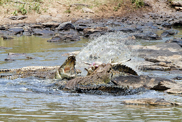Close up on Saltwater Crocodile jumping to grab meat from a tourist boat.