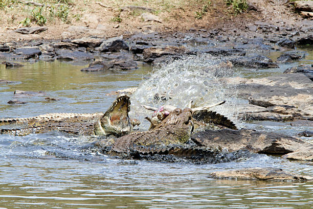 Crocodiles devouring a baby gnu, Masai Mara, Kenya stock photo
