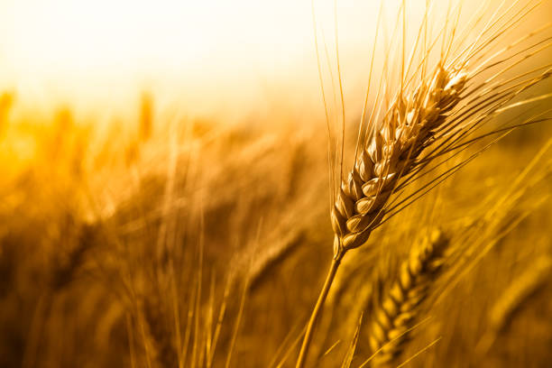 пшеница - composition selective focus wheat field стоковые фото и изображения