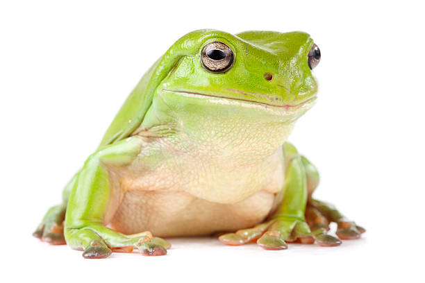 grünen laubfrosch auf der suche zur seite - whites tree frog stock-fotos und bilder