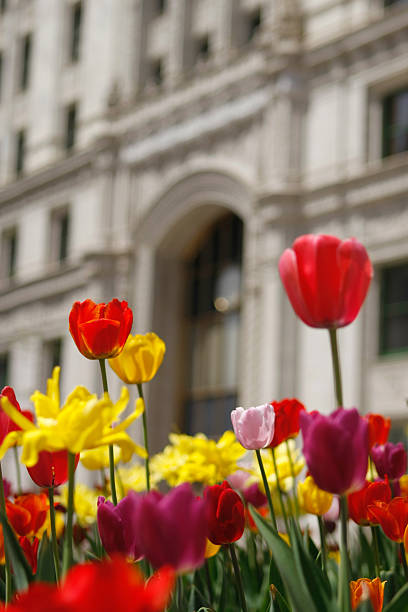 istock Chicago Wrigley Building Tulips 183802781