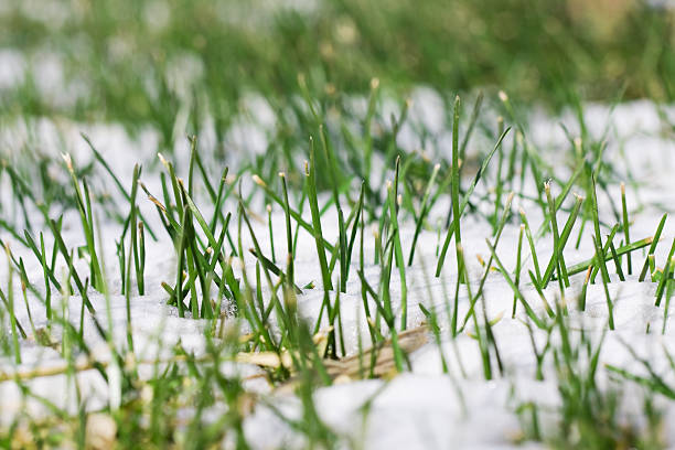 Blades of green grass in the melting snow of Spring.
