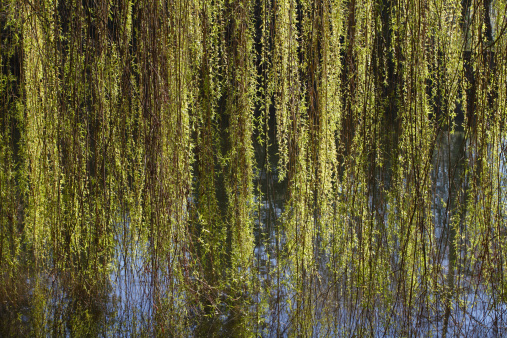 Hanging leaves of a weeping willow tree (Salix) sp. sweep down into pond water. Surrey, England.