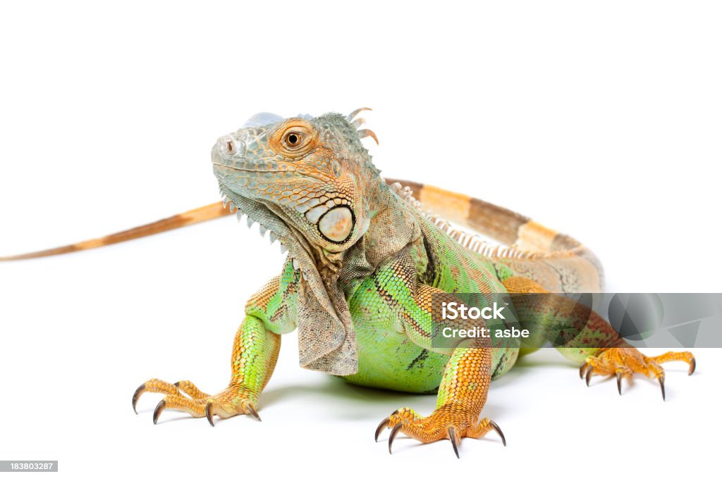 Green Iguana on White Single green iguana isolated on white. Selective focus on eye. Iguana Stock Photo