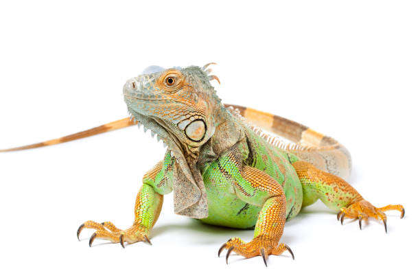 Green Iguana on White Single green iguana isolated on white. Selective focus on eye. animal spine stock pictures, royalty-free photos & images