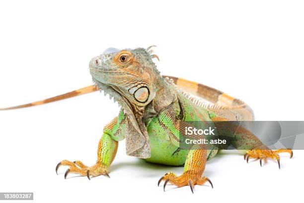 Green Iguana On White Stock Photo - Download Image Now - Iguana, White Background, Lizard