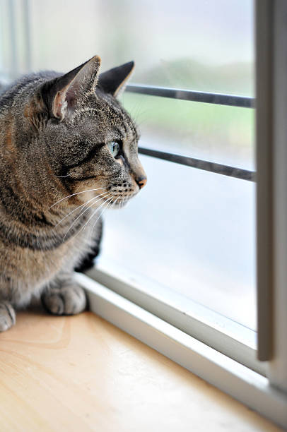 istock Domestic Cat Sitting on Windowsill 183803553