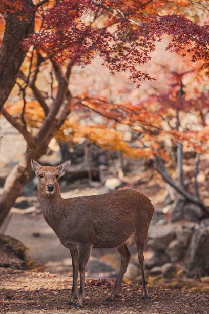 istock Wild deer in Nara Park, Japan 1838036485