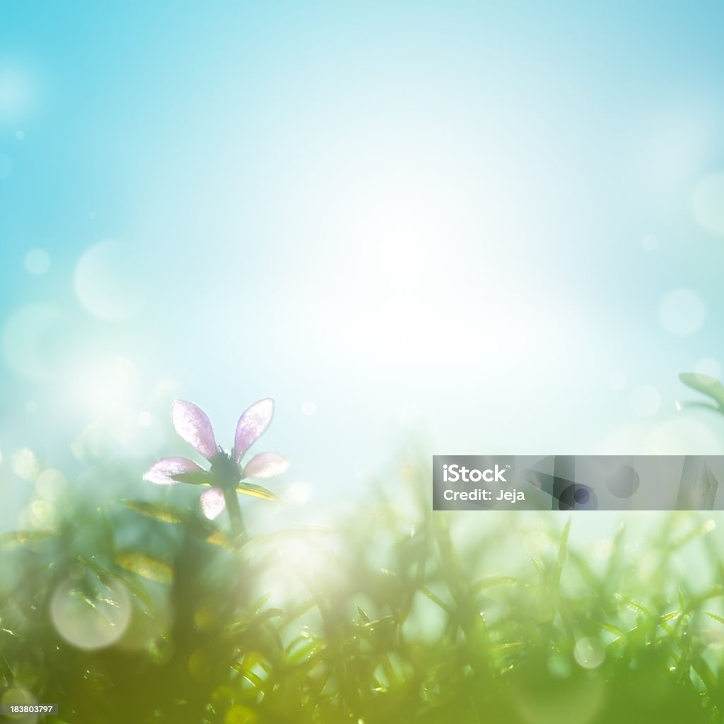 Campo con daisies temprano en la mañana. - Foto de stock de Fondos libre de derechos