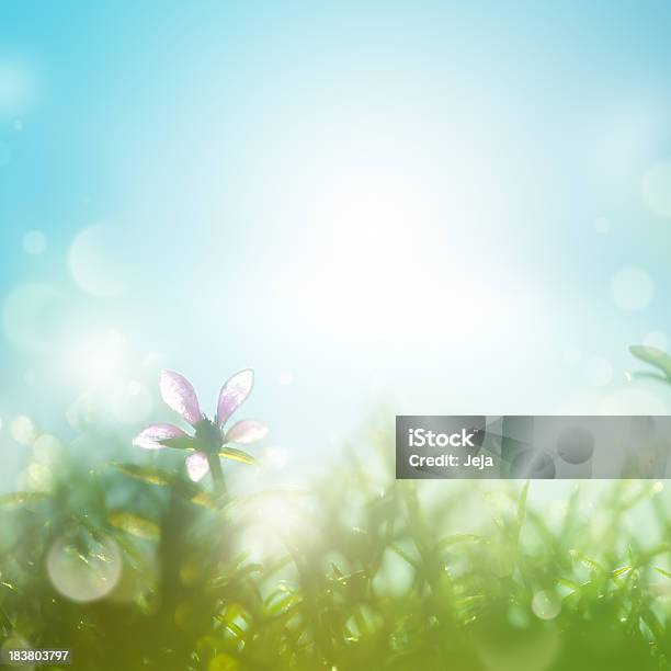 Campo Con Daisies Temprano En La Mañana Foto de stock y más banco de imágenes de Fondos - Fondos, Flor, Primavera - Estación