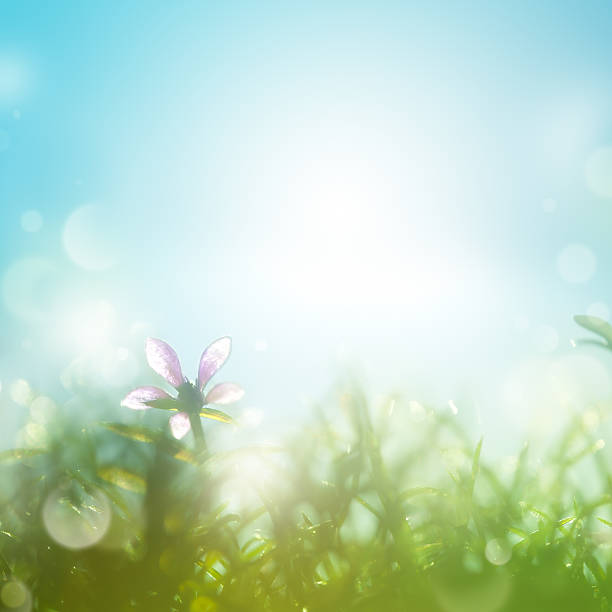 Field with daisies in the early morning. Shallow depth of field.