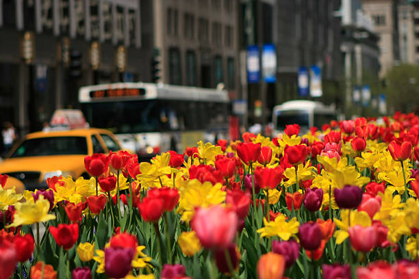 North Michigan Avenue Tulipany – zdjęcie